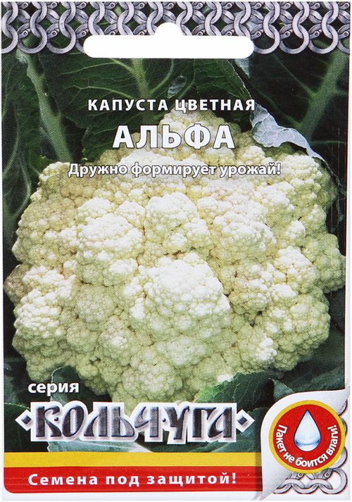 капуста цветная альфа "кольчуга new" семена, капуста цветная альфа "кольчуга new" семена купить
капуста цветная альфа "кольчуга new" семена, капуста цветная альфа "кольчуга new" семена купить