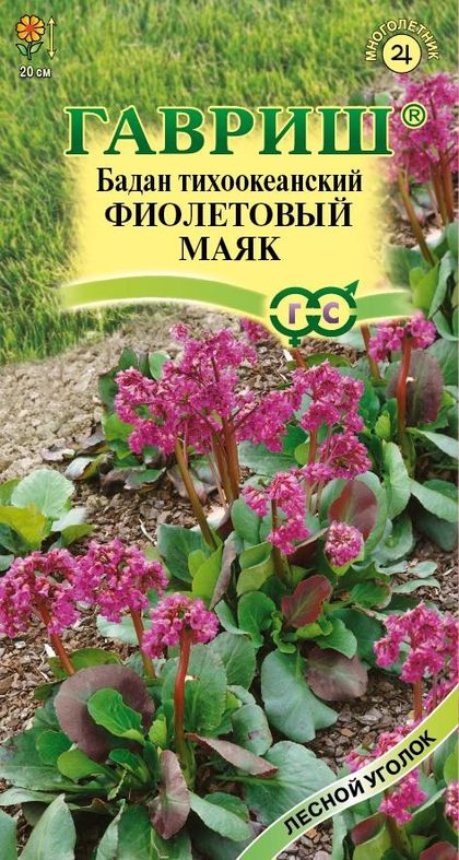 бадан тихоокеанский фиолетовый маяк семена, бадан тихоокеанский фиолетовый маяк семена купить
бадан тихоокеанский фиолетовый маяк семена, бадан тихоокеанский фиолетовый маяк семена купить