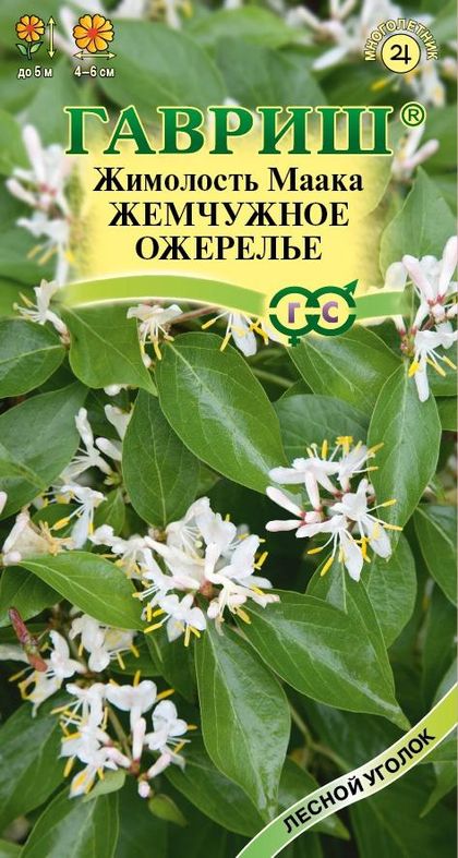 жимолость маака жемчужное ожерелье семена, жимолость маака жемчужное ожерелье семена купить
жимолость маака жемчужное ожерелье семена, жимолость маака жемчужное ожерелье семена купить