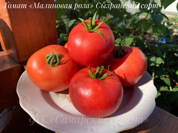 томат сызранская малиновая роза семена, томат сызранская малиновая роза семена купить
томат сызранская малиновая роза семена, томат сызранская малиновая роза семена купить
