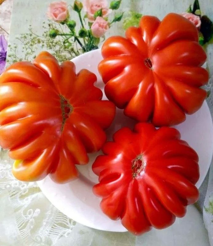 томат лотарингская красавица, смесь семена, томат лотарингская красавица, смесь семена купить
томат лотарингская красавица, смесь семена, томат лотарингская красавица, смесь семена купить