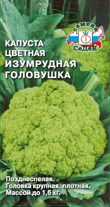 капуста цветная изумрудная головушка семена, капуста цветная изумрудная головушка семена купить
капуста цветная изумрудная головушка семена, капуста цветная изумрудная головушка семена купить
