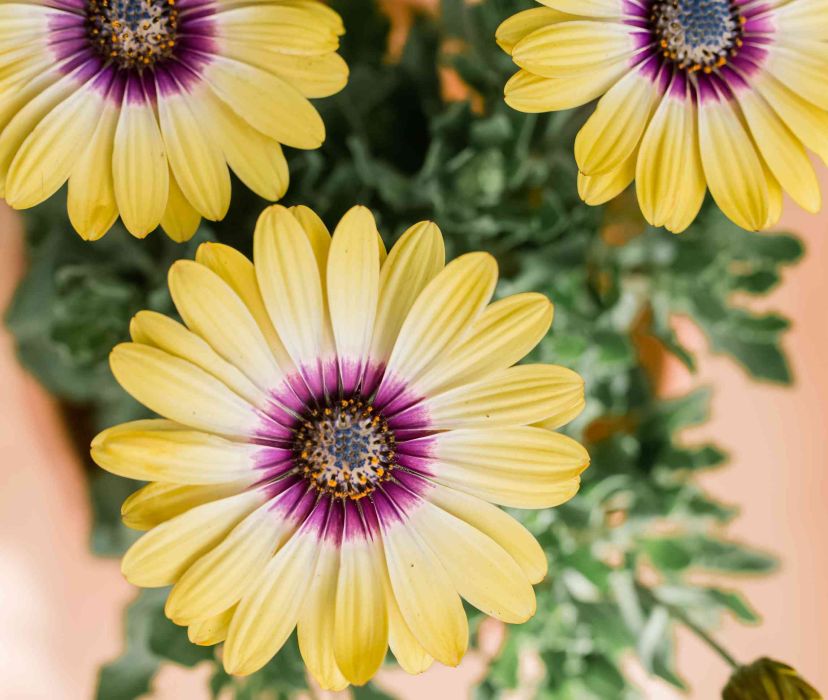 Остеоспермум Дейзи Санлайт Пепл Ринг
Остеоспермум Дейзи Санлайт Пепл Ринг