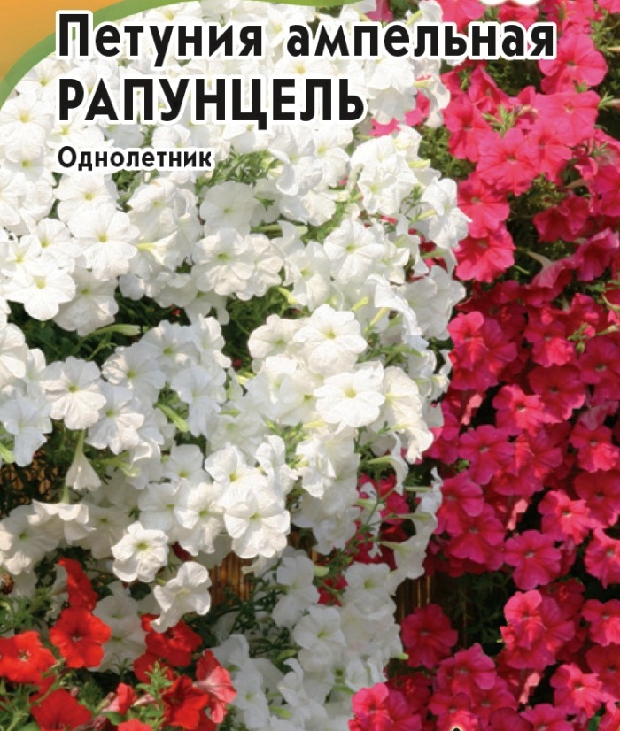 петуния ампельная рапунцель, смесь семена, петуния ампельная рапунцель, смесь семена купить
петуния ампельная рапунцель, смесь семена, петуния ампельная рапунцель, смесь семена купить