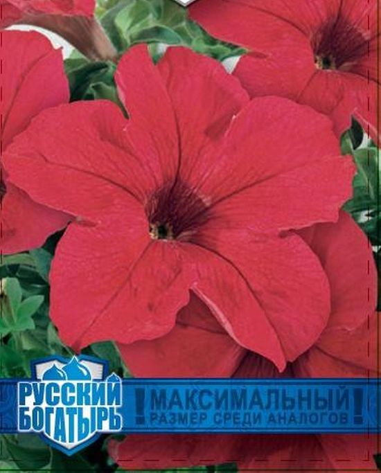 петуния великая красная f1,серия русский богатырь семена, петуния великая красная f1,серия русский богатырь семена купить
петуния великая красная f1,серия русский богатырь семена, петуния великая красная f1,серия русский богатырь семена купить