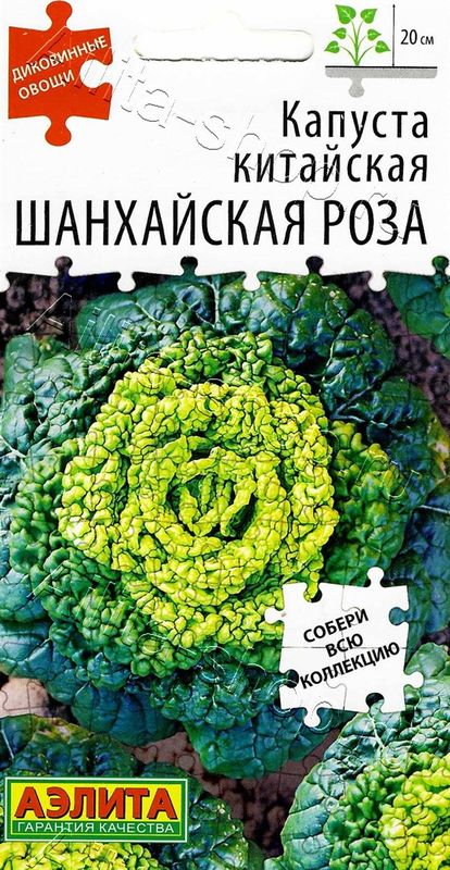 капуста китайская шанхайская роза семена, капуста китайская шанхайская роза семена купить
капуста китайская шанхайская роза семена, капуста китайская шанхайская роза семена купить