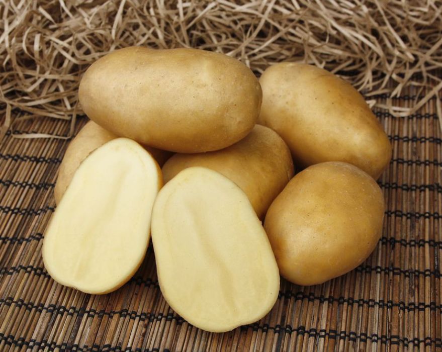 Картофель Импала, Картофель Импала описание сорта, Картофель Импала характеристики сорта
Картофель Импала, Картофель Импала описание сорта, Картофель Импала характеристики сорта