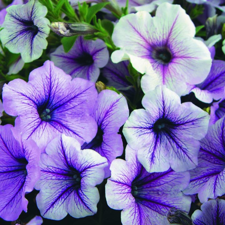 супертуния® f1 плам вэйн семена, супертуния® f1 плам вэйн семена купить
супертуния® f1 плам вэйн семена, супертуния® f1 плам вэйн семена купить