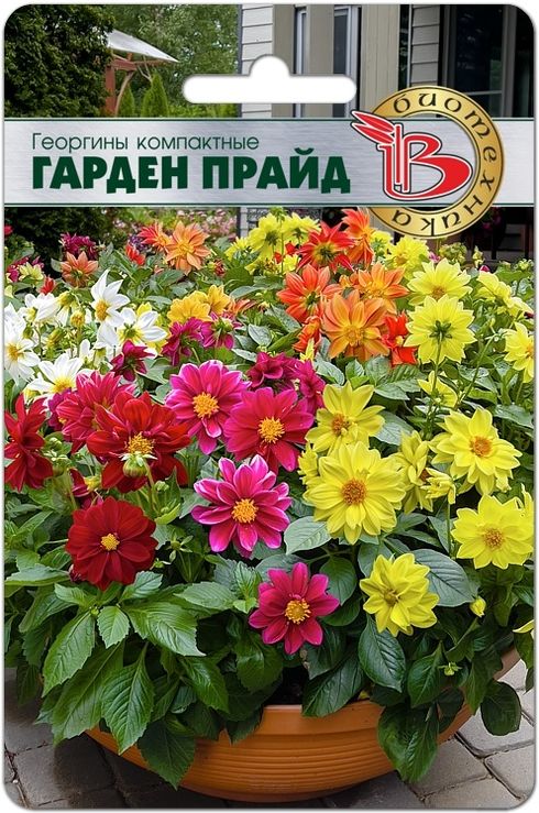 георгины компактные гарден прайд семена, георгины компактные гарден прайд семена купить
георгины компактные гарден прайд семена, георгины компактные гарден прайд семена купить