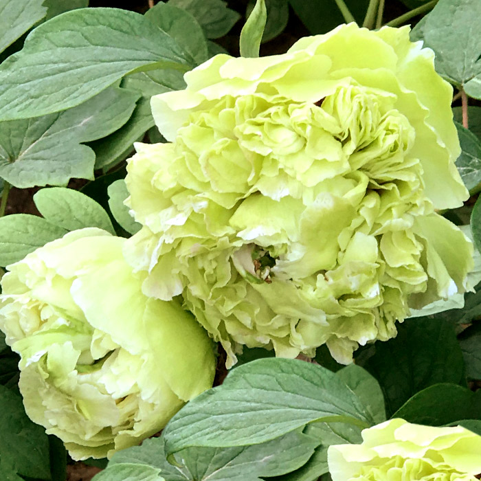 Пион древовидный Зеленые Бобы
Пион древовидный Зеленые Бобы