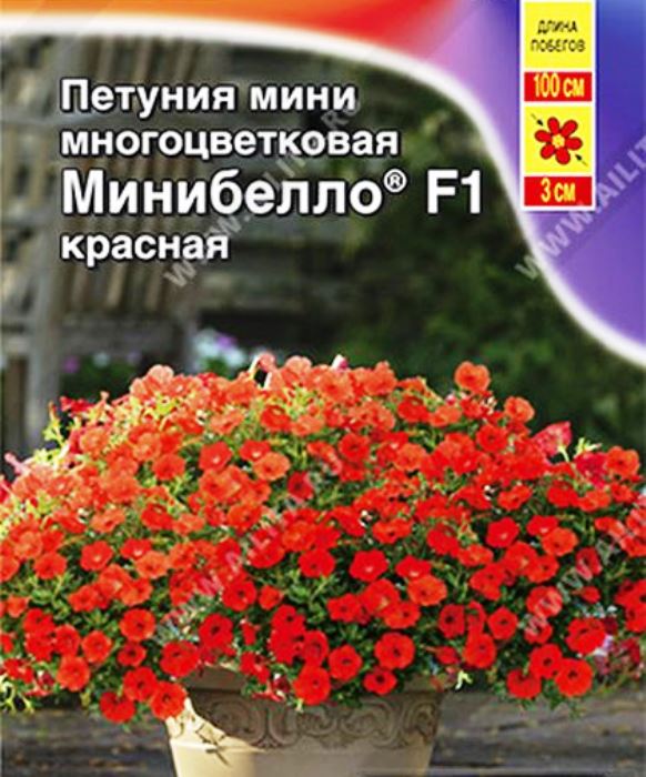 петуния мини минибелло красная f1 многоцветковая® семена, петуния мини минибелло красная f1 многоцветковая® семена купить
петуния мини минибелло красная f1 многоцветковая® семена, петуния мини минибелло красная f1 многоцветковая® семена купить