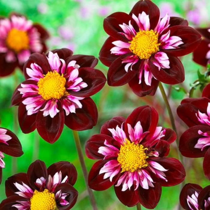 Георгина Джойфулл Инвестмент
Георгина Джойфулл Инвестмент