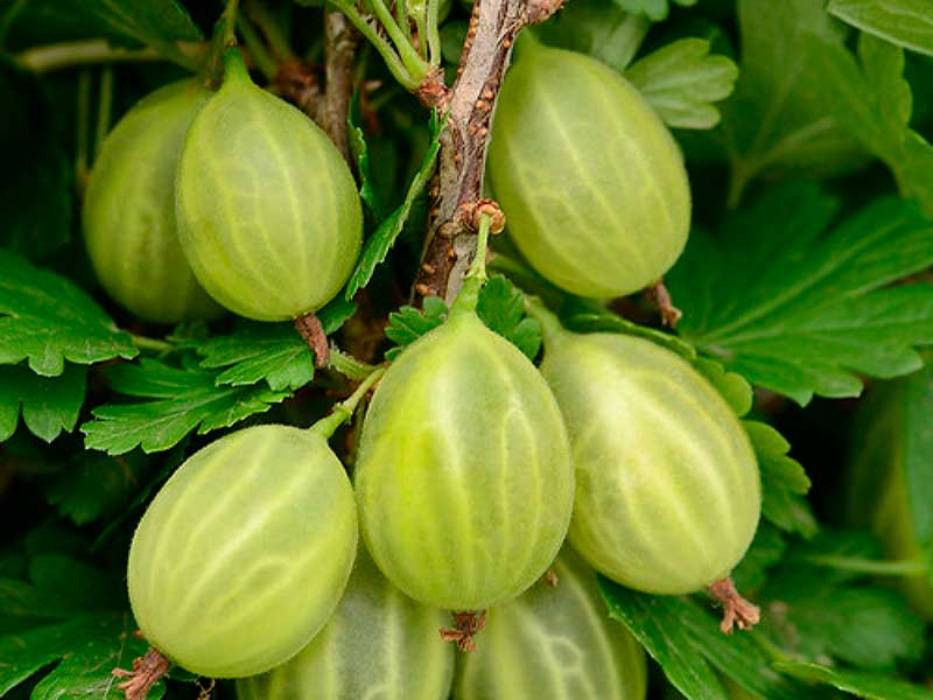 Саженцы Крыжовник Уральский изумруд 
Саженцы Крыжовник Уральский изумруд