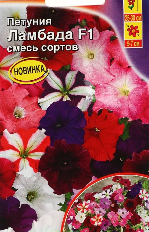петуния ламбада f1 многоцветковая, смесь сортов семена, петуния ламбада f1 многоцветковая, смесь сортов семена купить
петуния ламбада f1 многоцветковая, смесь сортов семена, петуния ламбада f1 многоцветковая, смесь сортов семена купить