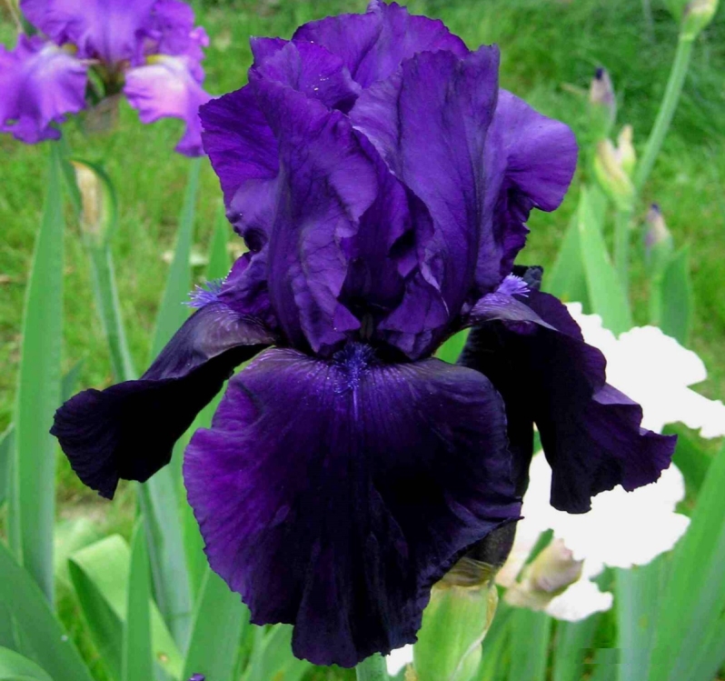 Ирис бородатый Тукседо
Ирис бородатый Тукседо