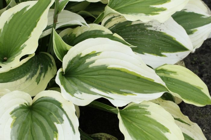 Хоста Силк Роад
Хоста Силк Роад