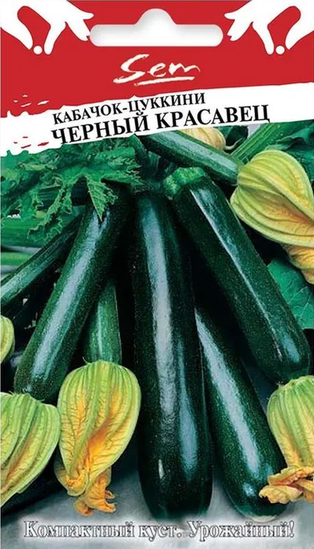 кабачок цуккини черный красавец семена, кабачок цуккини черный красавец семена купить
кабачок цуккини черный красавец семена, кабачок цуккини черный красавец семена купить