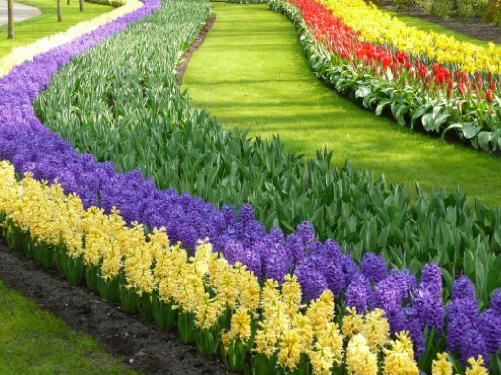 worlds-largest-flower-garden-keukenhof-5525f34207002.jpg