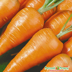 5_морковь.jpg