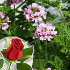 Пеларгония ароматная Одората Роза