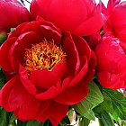 Пион межвидовой Красная Роза (горшок 4л)