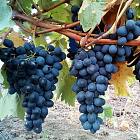Виноград Молдова