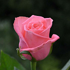 Роза Карина (горшок 2л)