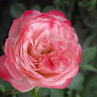 Роза штамбовая Тини Вини Роуз
