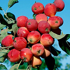 Яблоня колоновидная Китайка красная (горшок 4л)