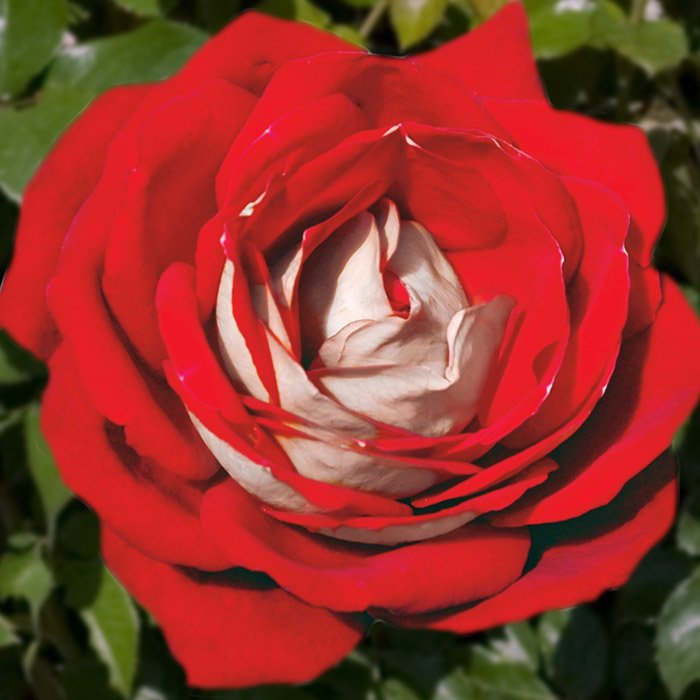 Роза штамбовая Кроненбург