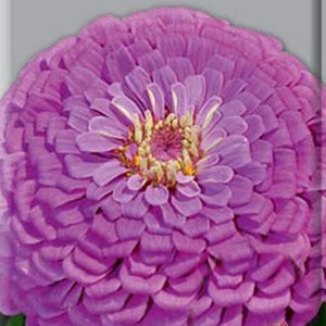 Цинния георгиноцветковая Фиолетовая королева 