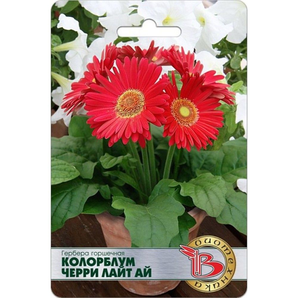 Гербера Семена Купить