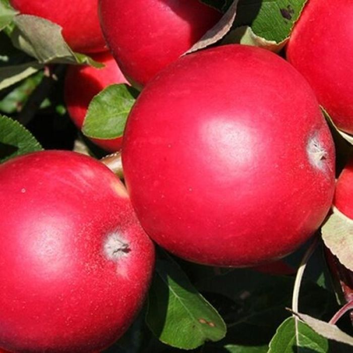 Яблоня красная сорта