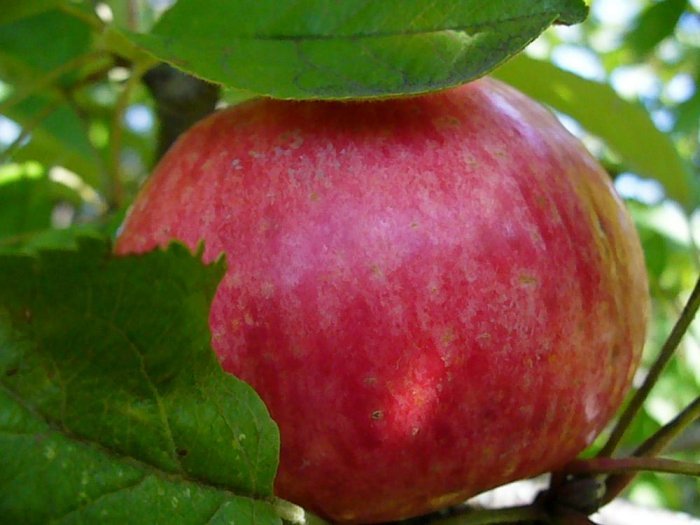 Яблоня Медуница (карлик) - купить с доставкой