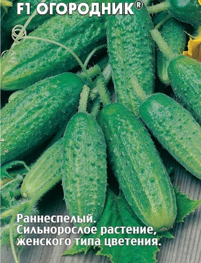 Огурец F1 Огородник
