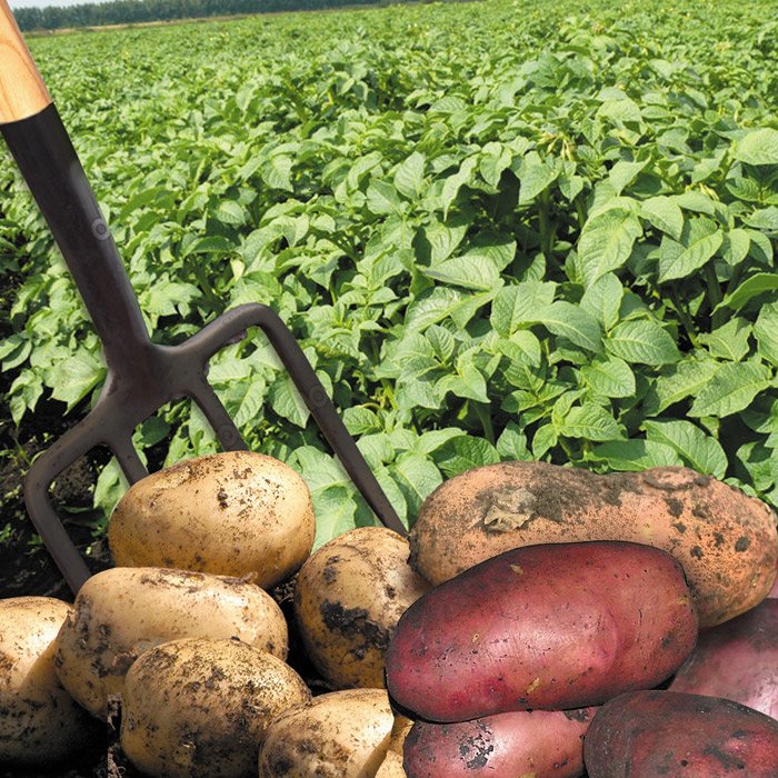 Удобрение органо-минеральное для картофеля Минигран - купить с доставкой