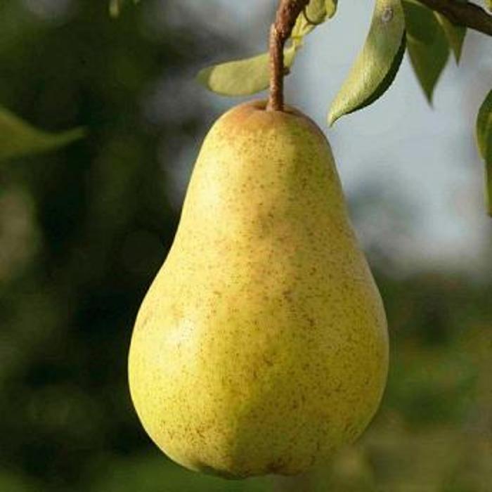 

Саженцы Груша Сказочная