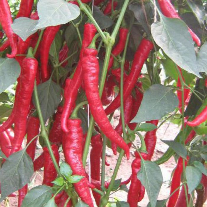 Pfeffer Rote Peter Pfeffer Samen 10 Etsy