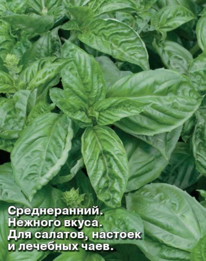 Базилик Ажур Зеленый