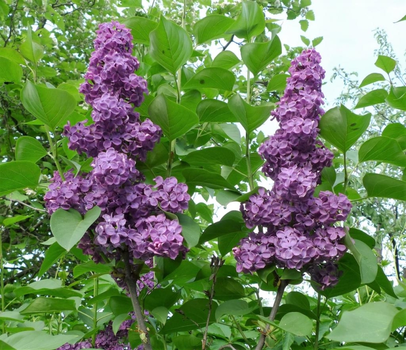 

сирень обыкновенная анна шиач саженцы, сирень обыкновенная анна шиач купить саженцы