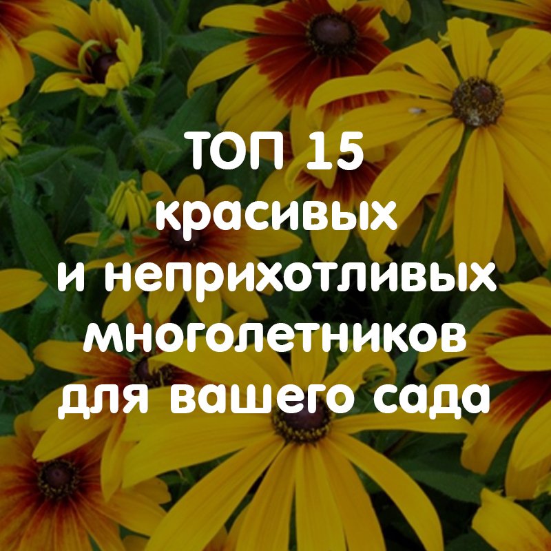 ТОП 15 красивых и неприхотливых многолетников для вашего сада