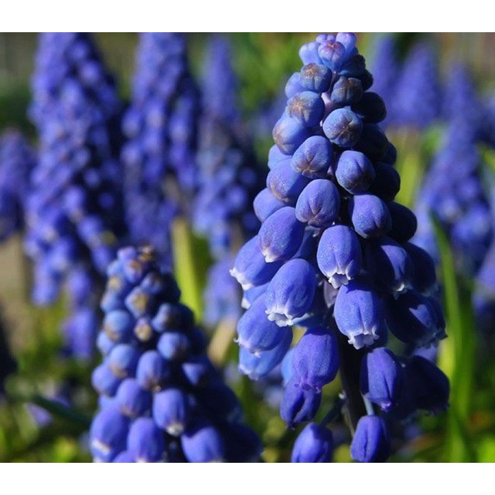 ). ). Мускари джойс спирит. Мускари неглектум джойс спирит. Мускари azureum.