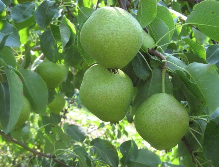 Груша Чусовая (карлик)