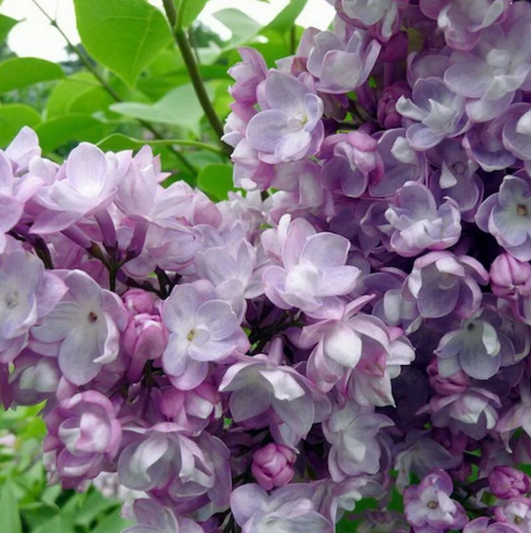 

сирень обыкновенная генерал першинг (горшок 3 л) саженцы, сирень обыкновенная генерал першинг (горшок 3 л) купить саженцы