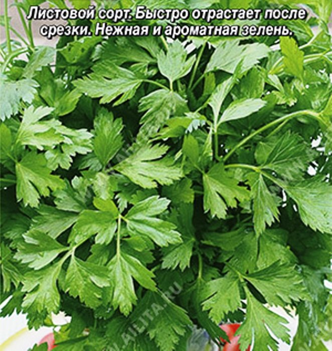 Петрушка листовая Настя ®