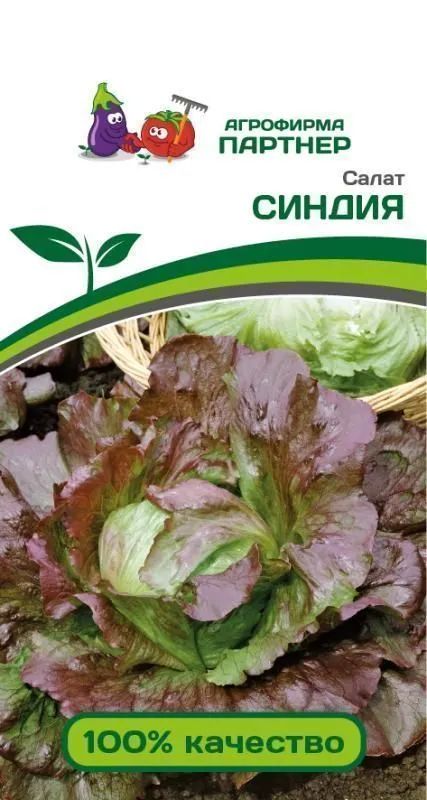 

салат кочанный синдия семена, салат кочанный синдия семена купить