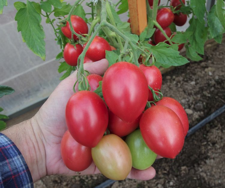 томат лапочка f1 10 шт. томат лапочка фирмы партнер описание сорта фото отзывы. томат лапочка. партнер. томат лапочка фирмы.