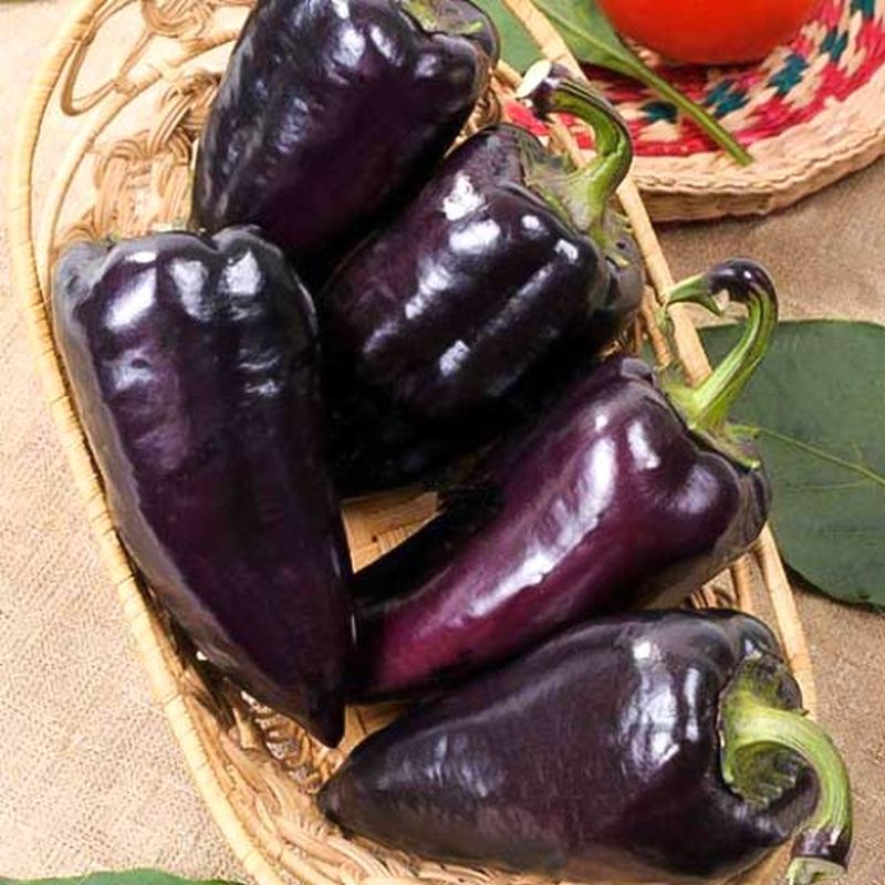 Перец черного цвета сорта. Сладкий перец черный принц. Сорт перца черный кардинал. Перец блэк пеппер. Перец черного цвета сорта.