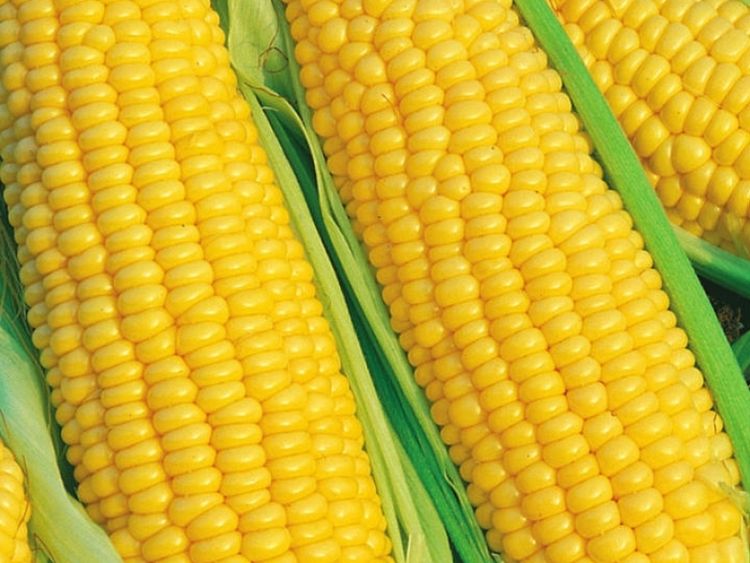 Кукуруза сахарная Краснодарская (СТ) - купить с доставкой
