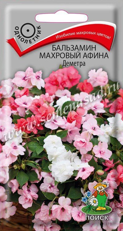 Бальзамин махровый Афина Деметра
